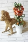Preview: Pralinen  Baum zum Geburtstag